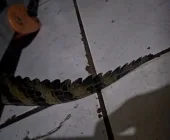 Jacaré é capturado dentro de casa em Guaíra