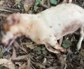 Acusado de matar cãozinho “Mancha” em Marechal é preso pela Polícia Civil