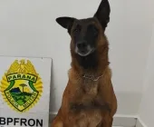 Cão localiza drogas em ônibus e adolescente é apreendido em Guaíra