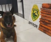 Cão farejador encontra drogas em malas e passageira é presa em ônibus de Guaíra