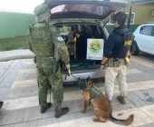 Cão farejador localiza mais de 100 kg de drogas em fundo falso de carro em Guaíra