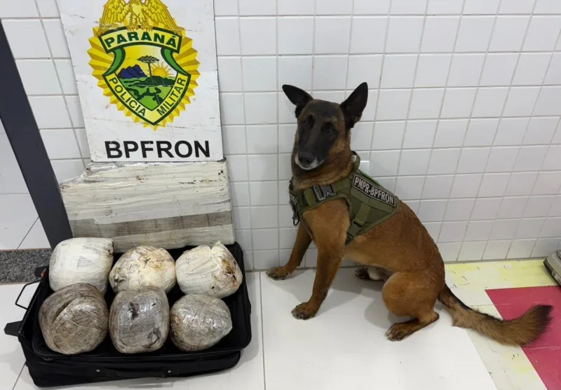 Cão farejador Ollie localiza drogas em duas ocorrências com prisões em Guaíra