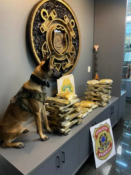 Cães farejadores auxiliam e polícia prende duas mulheres com drogas em Guaíra