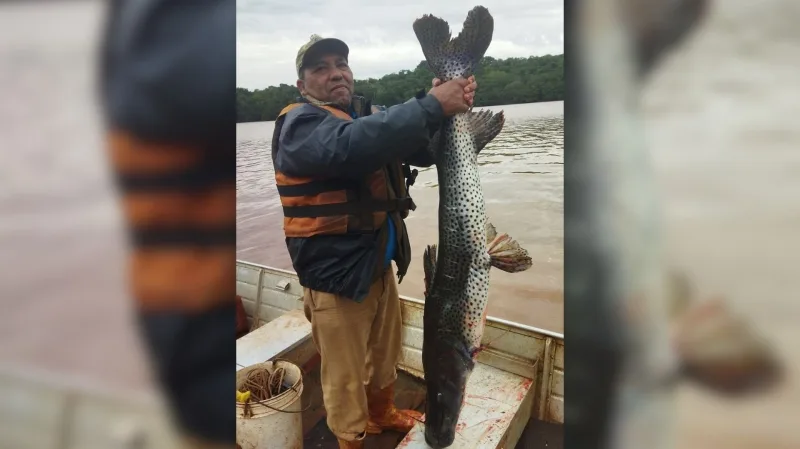 Pescador fisga pintado de 1,5 metro no Lago de Itaipu em Mercedes