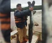 Pescador fisga pintado de 1,5 metro no Lago de Itaipu em Mercedes