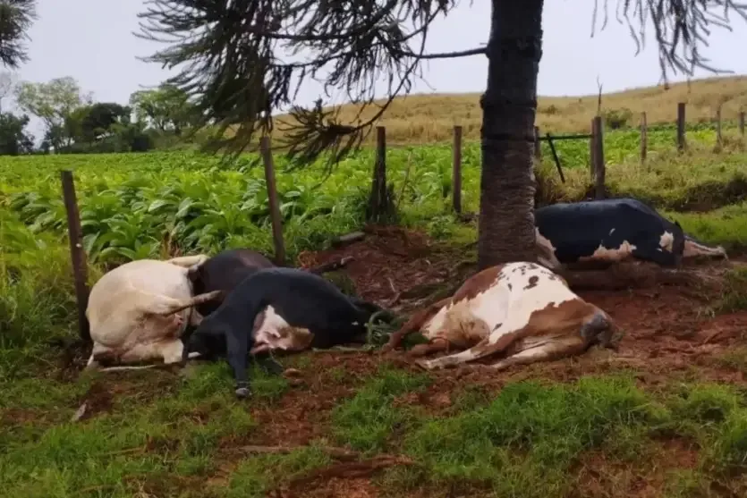 Raio mata cinco vacas leiteiras durante temporal em propriedade rural no Paraná