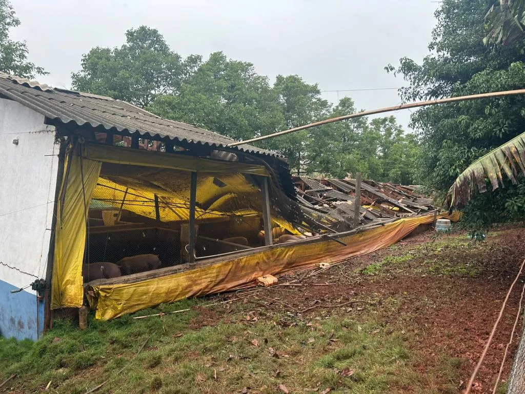 Chiqueirão é destruído por temporal no interior de Nova Santa Rosa, e prejuízo é estimado em R$ 1,5 milhão