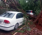 Temporal derruba árvores sobre carros, quebra postes e deixa estragos em Guaíra