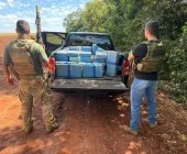 Mais de 600 kg de maconha são encontrados em área de mata em Guaíra