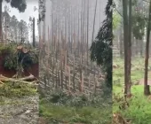 Simepar confirma tornados em Francisco Alves e Espigão Alto do Iguaçu