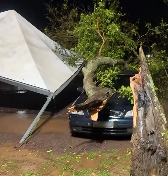 Temporais derrubam árvores em Mercedes e Guaíra