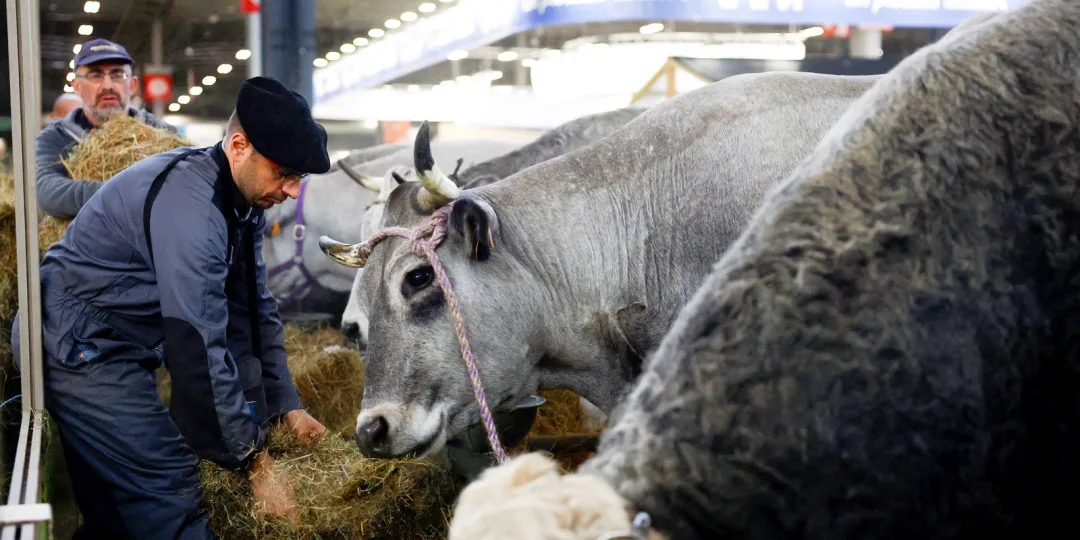 França registra primeiro caso humano do vírus Shamonda, que afeta animais